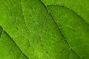 Full frame shot of green leaf