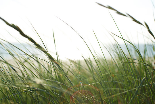 Grass swaying at beach against clear sky