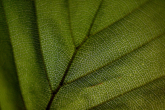 Close-up of green textured leaf