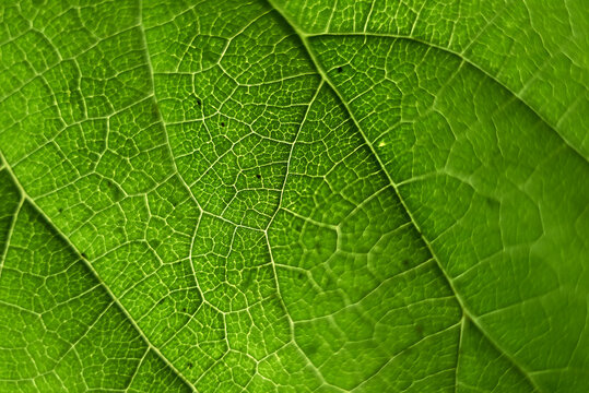 Full frame shot of green leaf