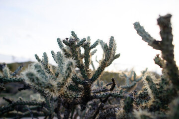 Cactus against clear sky