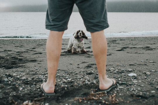 Low section of man with dog at beach