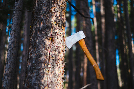 Low angle view of axe in tree trunk