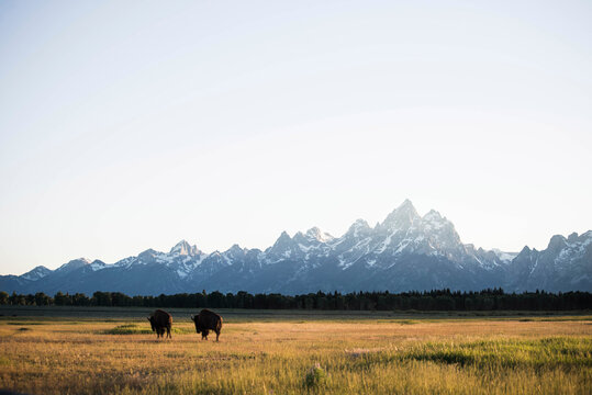 Rear view of American Bisons grazing on grassy field at Grand Teton National Park against mountains - Powered by Adobe