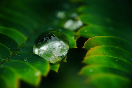 Close-up of dew drops on leaves