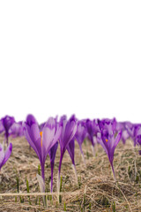 Violet saffron crocus flowers texture isolated PNG photo with transparent background
