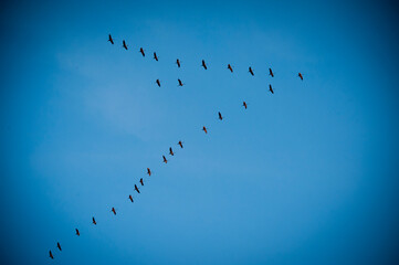 Low angle view of flock of birds flying against sky