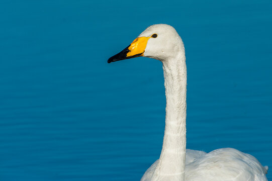 Close-up of Whooper swan (cygnus cygnus) in lake