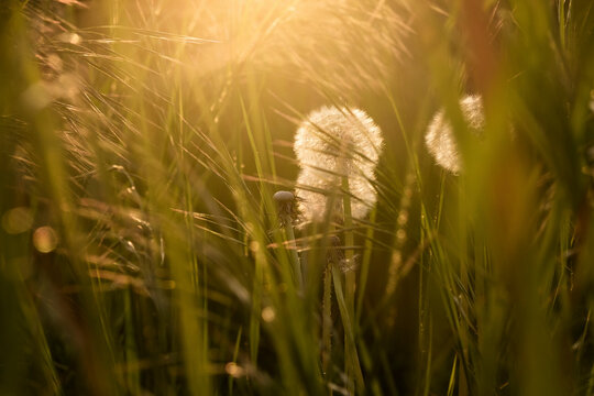 Close-up of dandelion flowers amidst grassy field