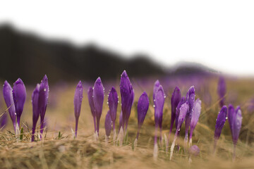 Saffron crocus flower buds with water droplets isolated PNG photo with transparent background