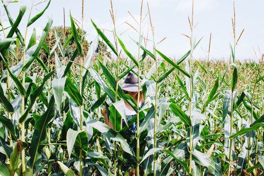 Woman wearing hat standing behind plants in cornfield against sky