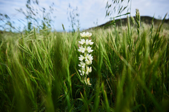 Flowering plant amidst grassy field at Gaviota State Park