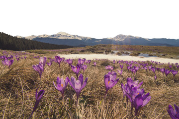 Crocus meadow with melting snow and mountain woods isolated PNG photo with transparent background
