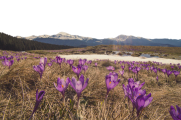 Crocus meadow with melting snow and mountain woods isolated PNG photo with transparent background