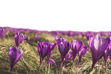 Deep purple perennial flowers crocuses isolated PNG photo with transparent background