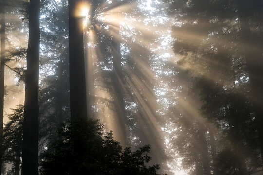 Low angle view of sunlight falling through trees in forest during foggy weather