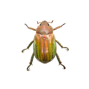 Close-up of beetle over white background