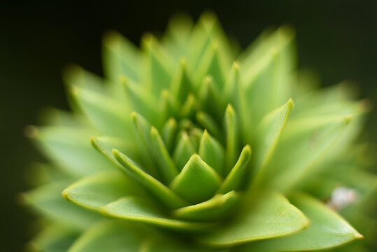 Close-up of succulent plant