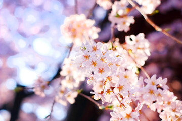枝垂れ桜