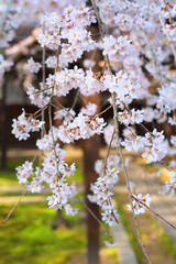 枝垂れ桜