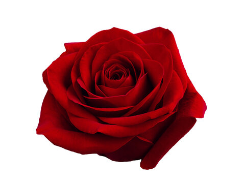 Single Dark red rose is on transparent background. Detail for creating a collage