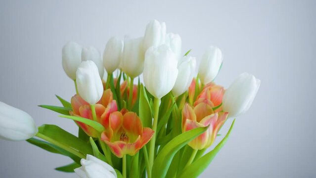 Orange and White Tulips slow rotate.