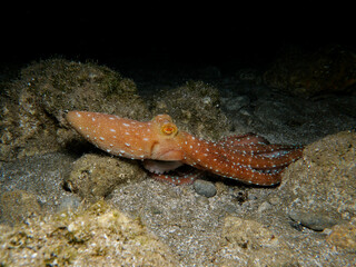 Fototapeta na wymiar Atlantic white-spotted octopus from Cyprus
