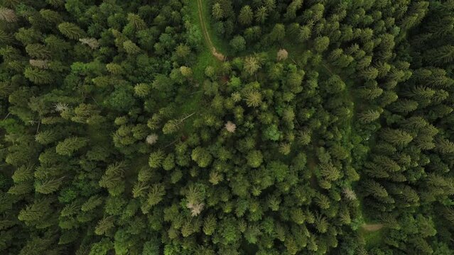 summer green dense forest aerial background. Natural wild hill backgrounds from top view air drone