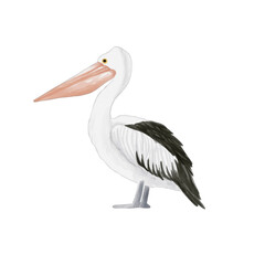 watercolor pelican bird