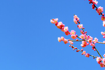 静岡県熱海市　熱海梅園