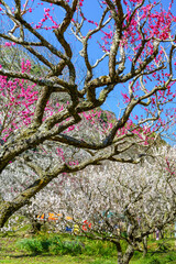静岡県熱海市　熱海梅園
