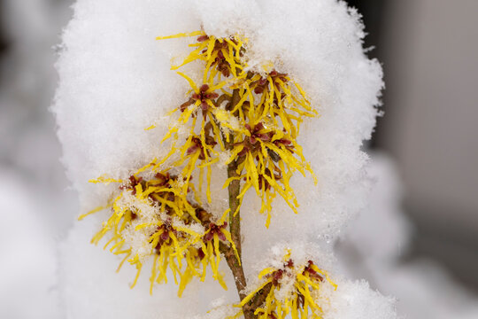 Hamamelis Zaubernuss Blüten mit Schnee makro