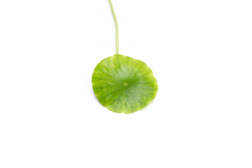 Fresh green centella asiatica leaf