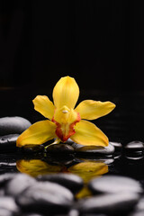 spa and zen concept ,yellow orchid, close up with black zen stones