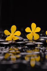 spa and zen concept ,two yellow orchid, close up with black zen stones - 580548838