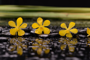 spa and zen concept ,yellow orchid, close up ,green leaves with black zen stones - 580548851