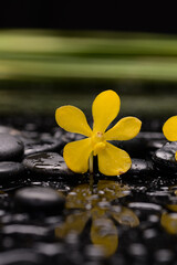 spa and zen concept ,yellow orchid, close up ,green leaves with black zen stones - 580548852