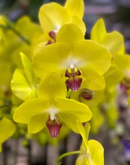 Wandcirkels aluminium Beautiful yellow orchid flower blooming in garden floral background © Mee Ting