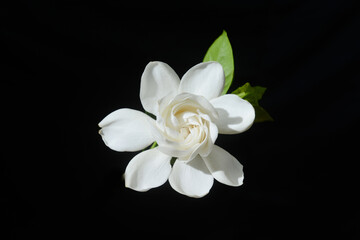 white gardenia with leaf on black background