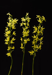 Close-up set of three yellow branch orchid flowers on a black background.
