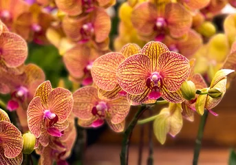 Fototapete Beautiful Phalaenopsis Orchid flower blooming in garden floral background   © Mee Ting