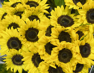 Background of blooming yellow sunflowers