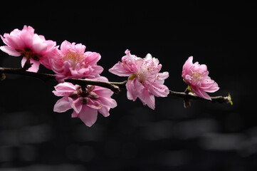 pink sakura flower cherry blossom isolated on black background  - 580549431