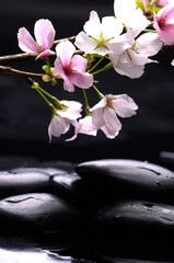 still life of zen stones with drops and twig of plum ,pink cherry with reflection  - 580549447