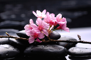 still life of zen stones with drops and twig of plum ,pink cherry with reflection  - 580549454