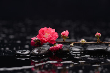 still life of zen stones with drops and twig of plum ,red  cherry with reflection  - 580549465