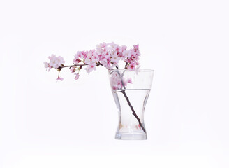 Pink blooming cherry flowers in an glass bottle. Close Up - 580549475