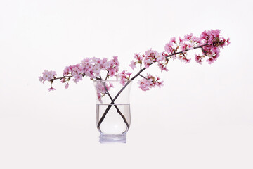 Pink blooming cherry flowers in an glass bottle. Close Up - 580549482