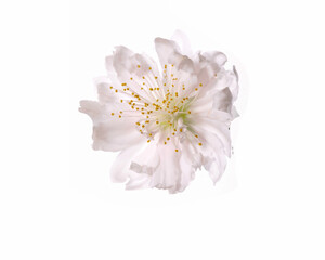 Sakura flower cherry blossom isolated on white background - 580549486