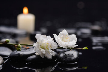 Spa still life of zen stones ,candle with drops and blooming twig of plum ,cherry with petals - 580549499